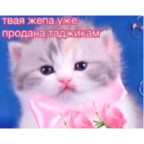 мемсовет — стикер для MAX