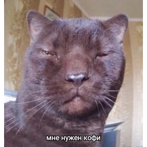 мемсовет — стикер для MAX