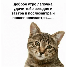 мемсовет — стикер для MAX