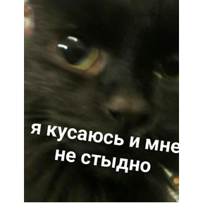 мемсовет — стикер для MAX