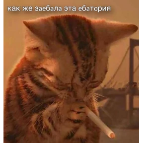 мемсовет — стикер для MAX