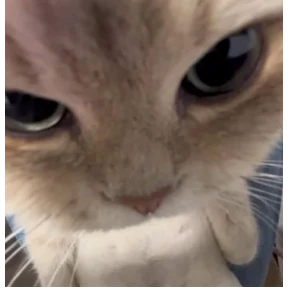котики — стикер для MAX