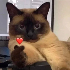 котики — стикер для MAX