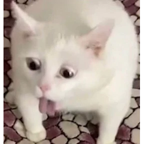 котики — стикер для MAX