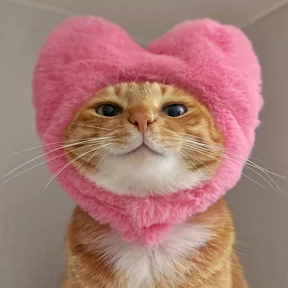 котики — стикер для MAX