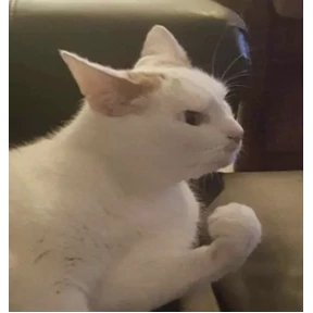 котики — стикер для MAX