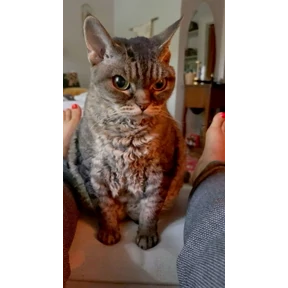 котики — стикер для MAX