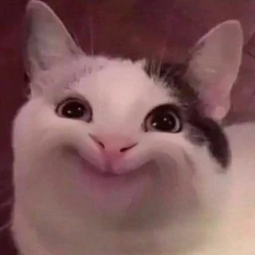 котики — стикер для MAX