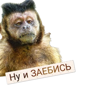 Коты — стикер для MAX