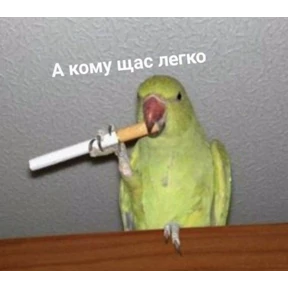 Мем — стикер для MAX