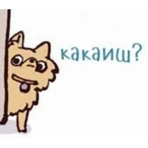 Котики — стикер для MAX