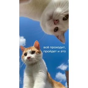 Мотивационные — стикер для MAX
