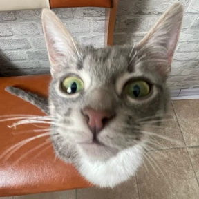 юджикс — стикер для MAX
