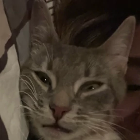 юджикс — стикер для MAX