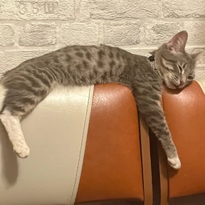 юджикс — стикер для MAX