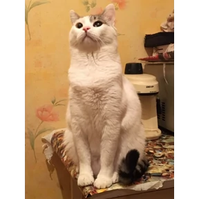 Стикерпак Радость для мессенджера MAX