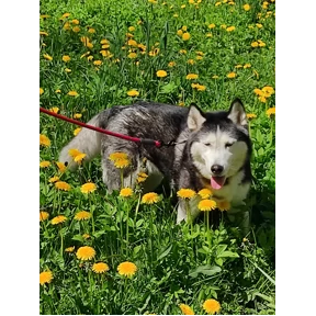 Радость — стикер для MAX