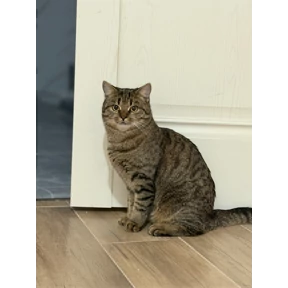 Мы — стикер для MAX