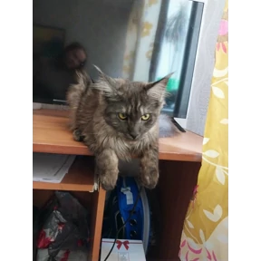 Семья — стикер для MAX