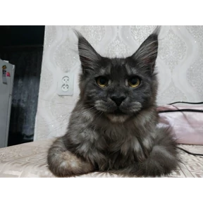 Семья — стикер для MAX
