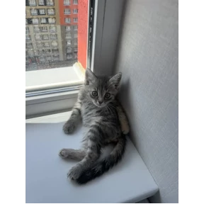 Кайя — стикер для MAX