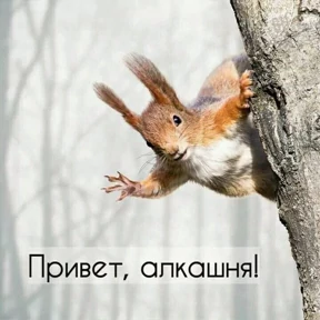 Моё — стикер для MAX