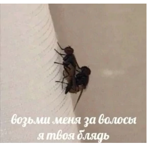 мемсовет — стикер для MAX