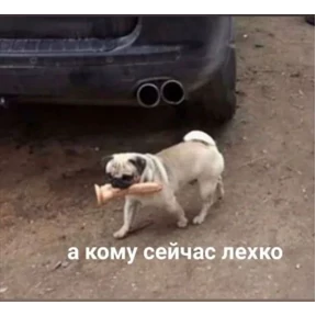 крррр — стикер для MAX