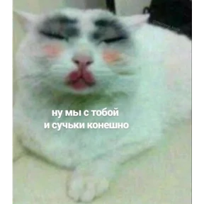 крррр — стикер для MAX