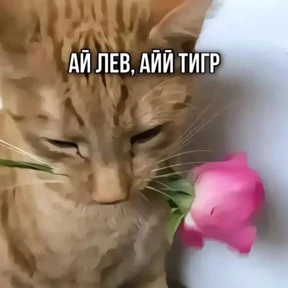 крррр — стикер для MAX