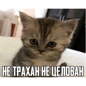 крррр — стикер для MAX