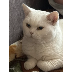 Аххахаахах — стикер для MAX
