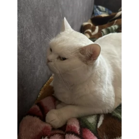 Аххахаахах — стикер для MAX