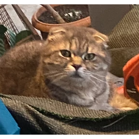 дуся — стикер для MAX