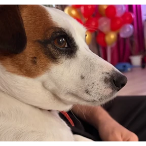 дуся — стикер для MAX