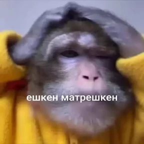 Ситуация — стикер для MAX