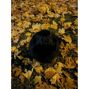 Шпицулик — стикер для MAX