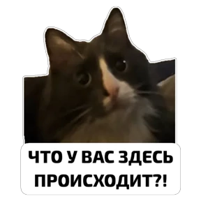 Крысиные — стикер для MAX