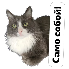 Крысиные — стикер для MAX