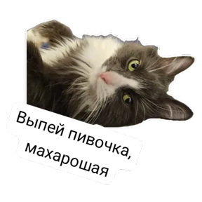 Крысиные — стикер для MAX
