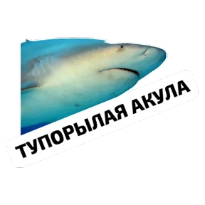 Крысиные — стикер для MAX