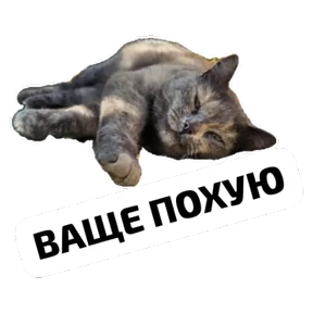 Крысиные — стикер для MAX