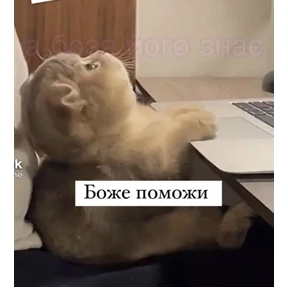котики — стикер для MAX