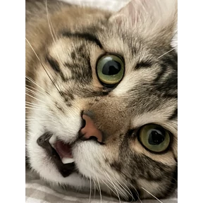 Федя — стикер для MAX