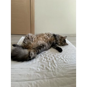 Федя — стикер для MAX