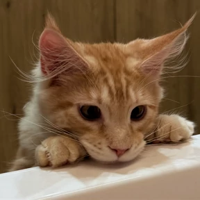 Джини — стикер для MAX