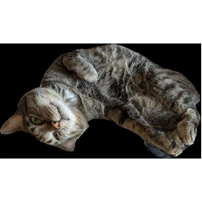 Гаврош — стикер для MAX