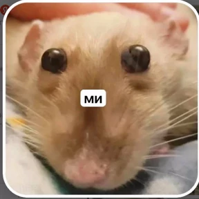 ми — стикер для MAX