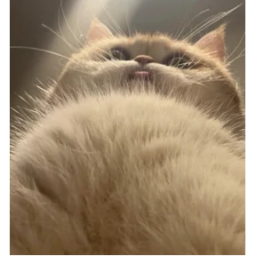 Маё — стикер для MAX