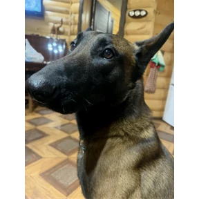 Чипсы — стикер для MAX